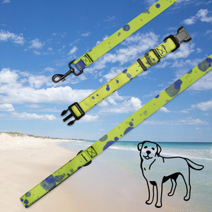 Pet collar & leash